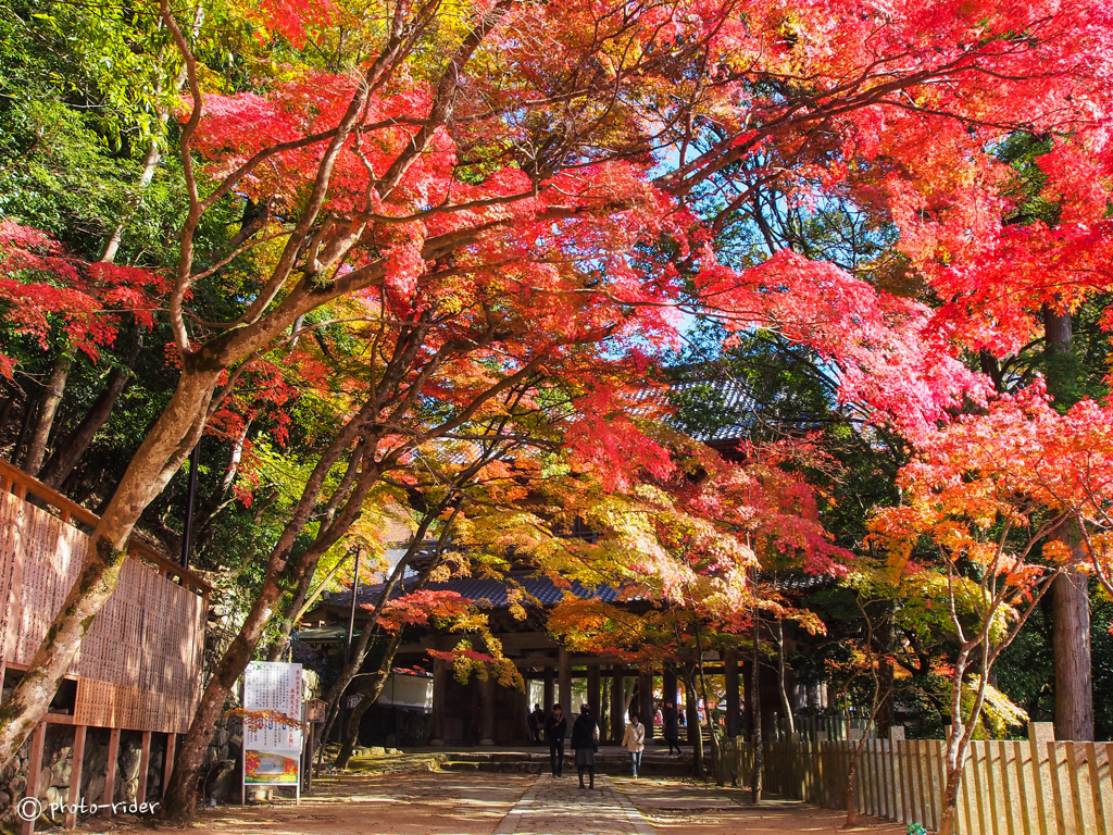 永源寺の紅葉３