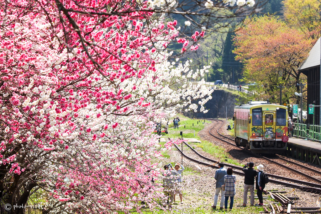 花桃が咲く時