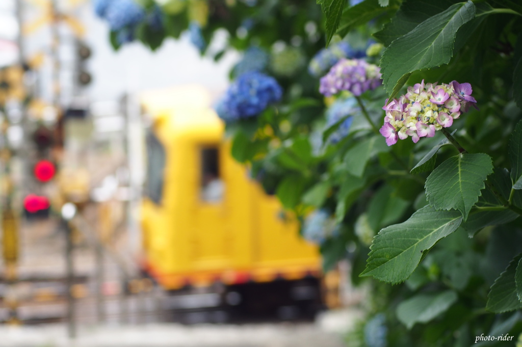 紫陽花鉄道