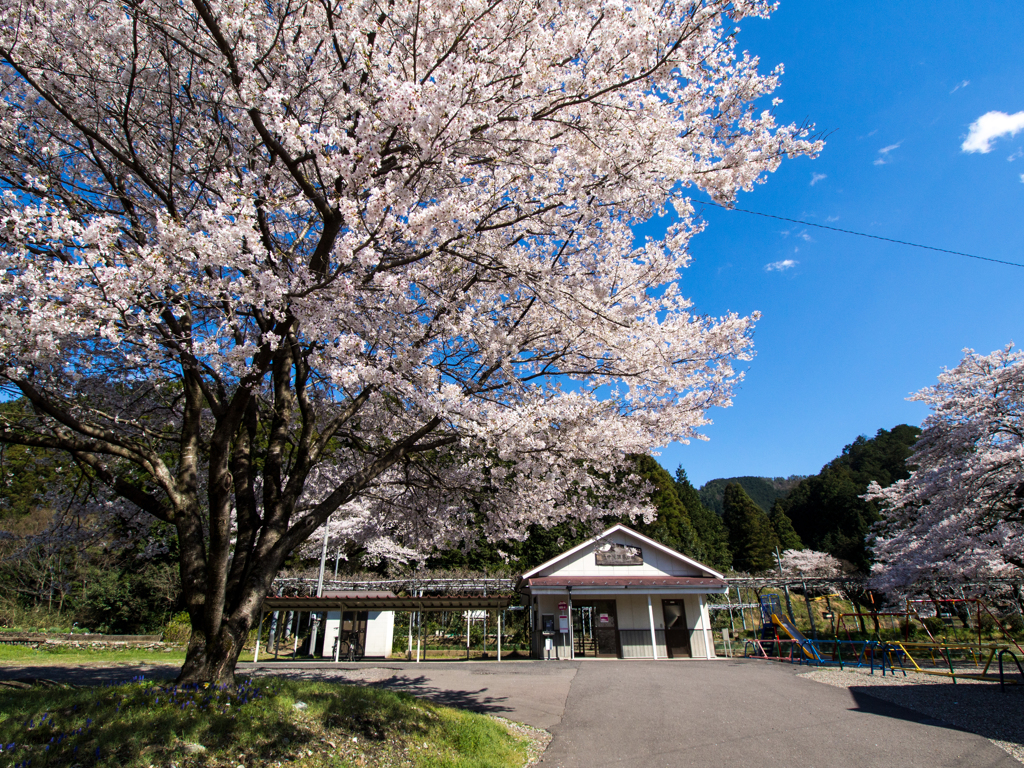 桜駅３