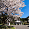 桜駅３