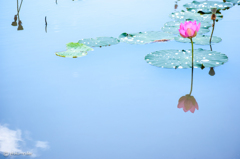 蓮池２
