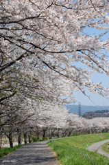 桜カーヴ
