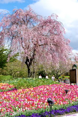 桜木花･･･