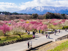 六部咲き