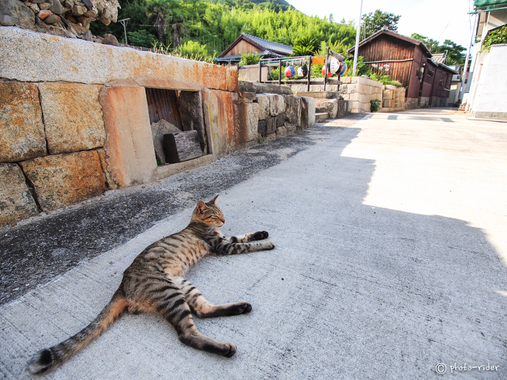 長猫