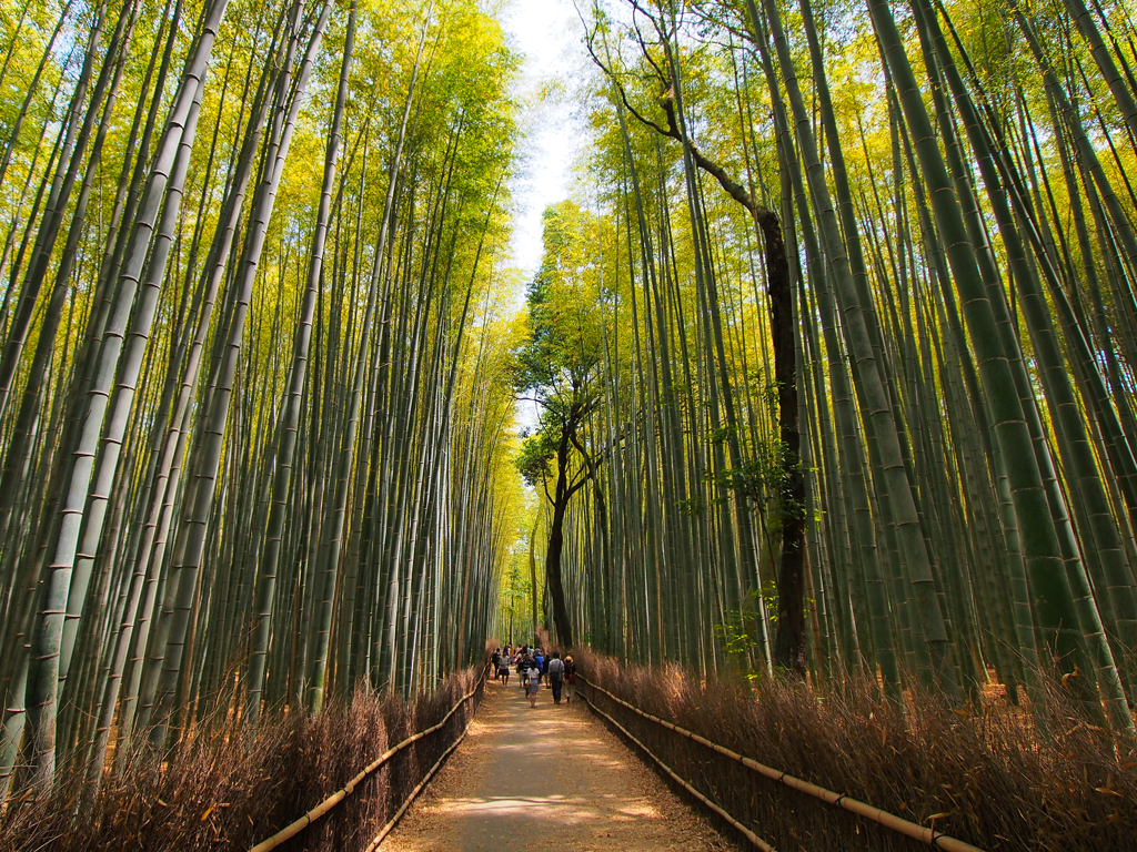 竹の巣