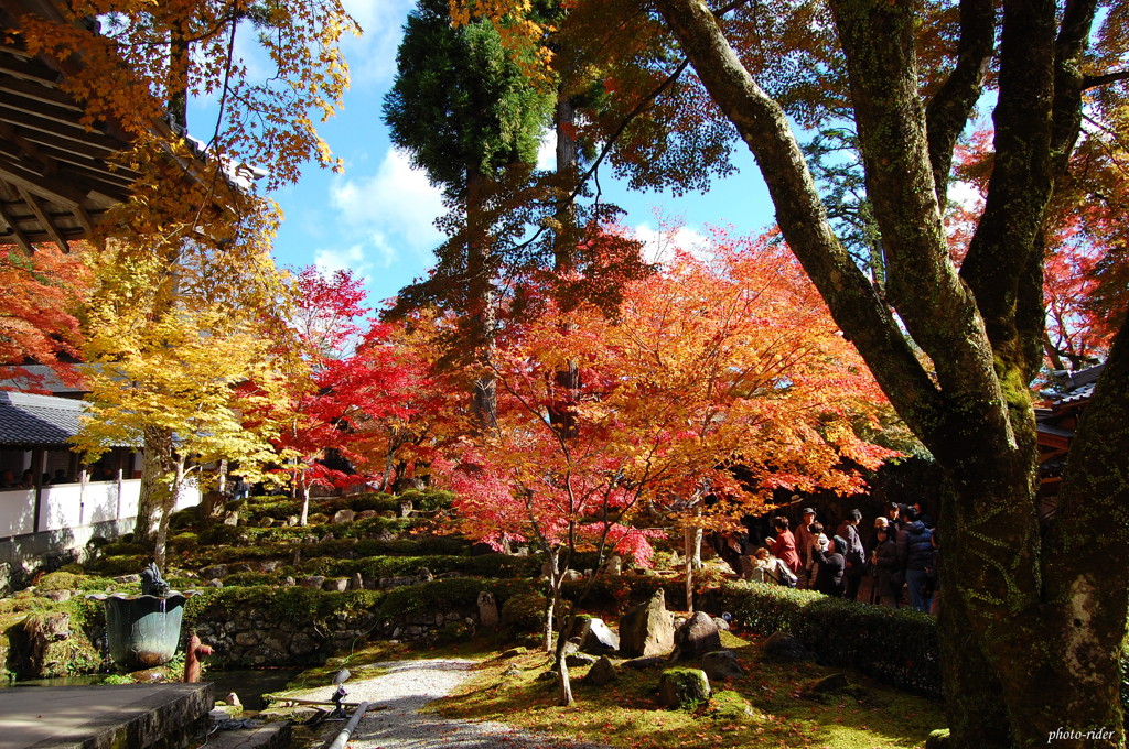 色彩紅葉