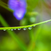 雨上がり