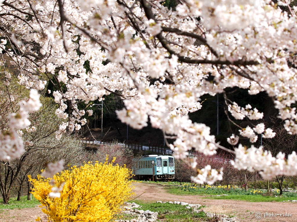 越美桜