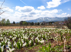 水芭蕉と大日岳