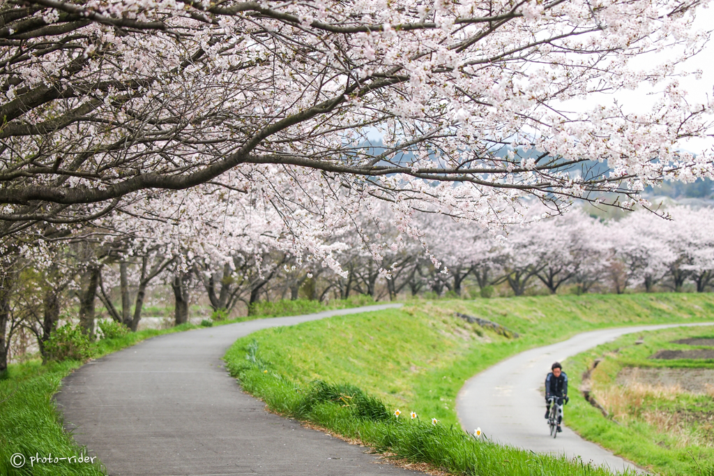 桜ロード