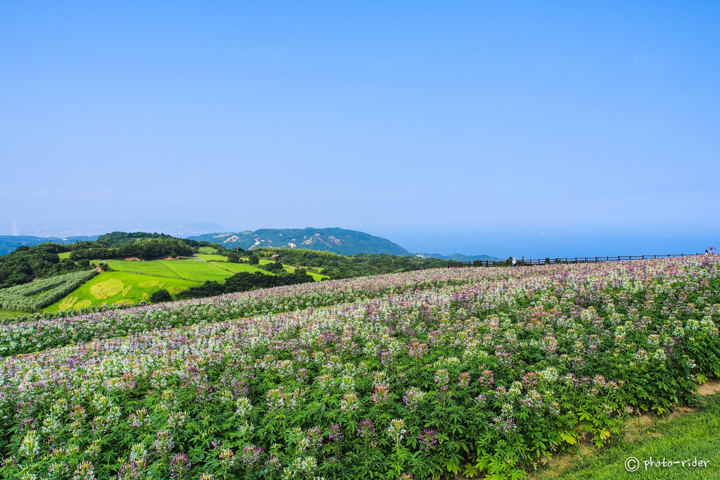 丘の花畑