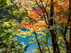 湖岸の紅葉