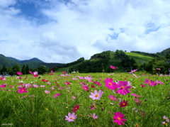 高原の秋桜