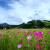 高原の秋桜