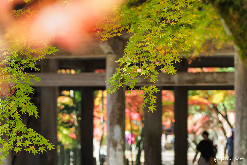 永源寺の紅葉２