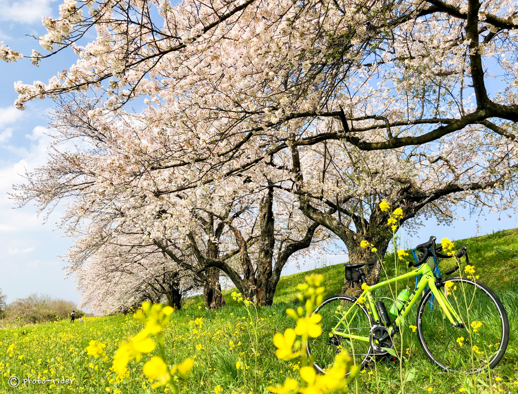 背割の桜