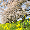 背割の桜