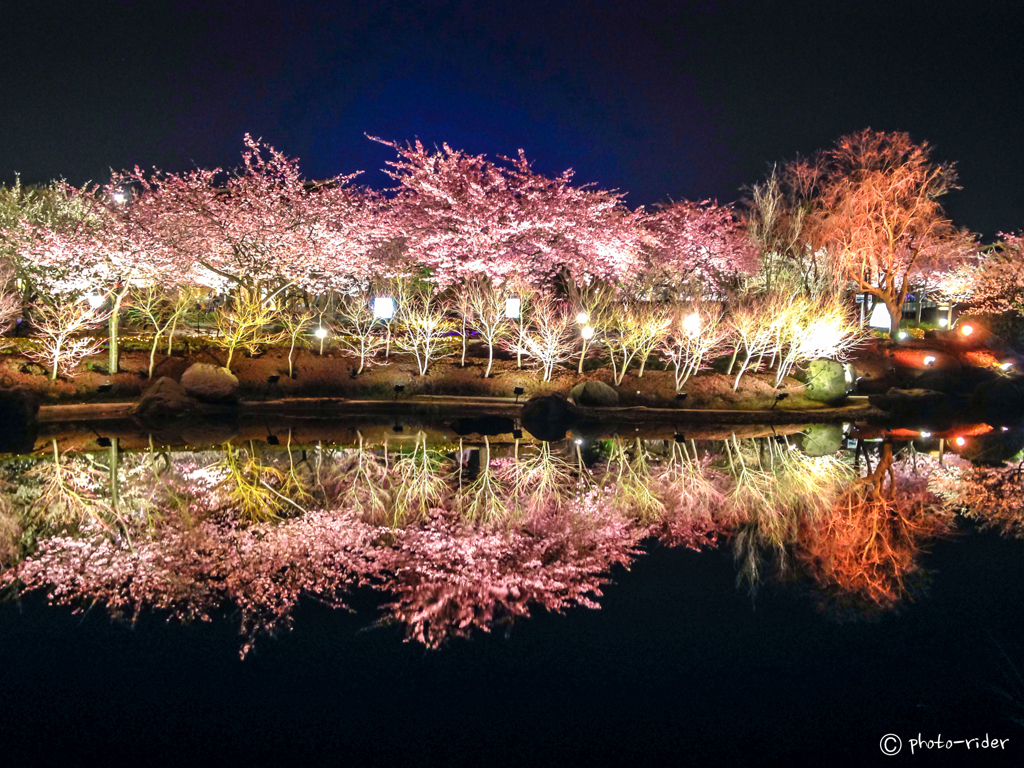 アーリー夜桜＊２（iPhone)