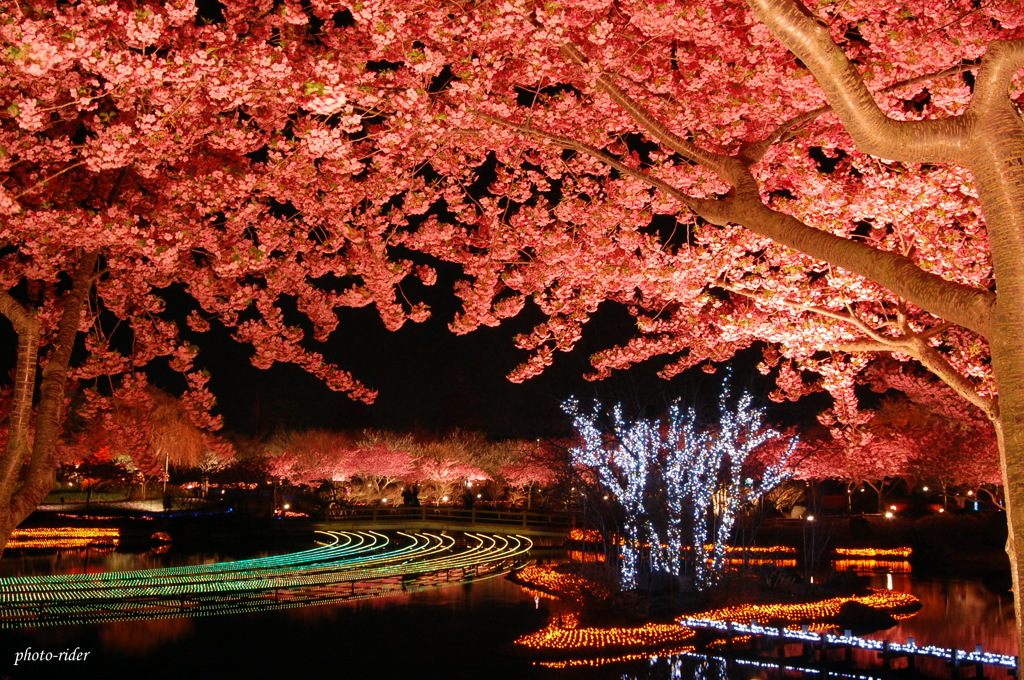 夜桜イルミ