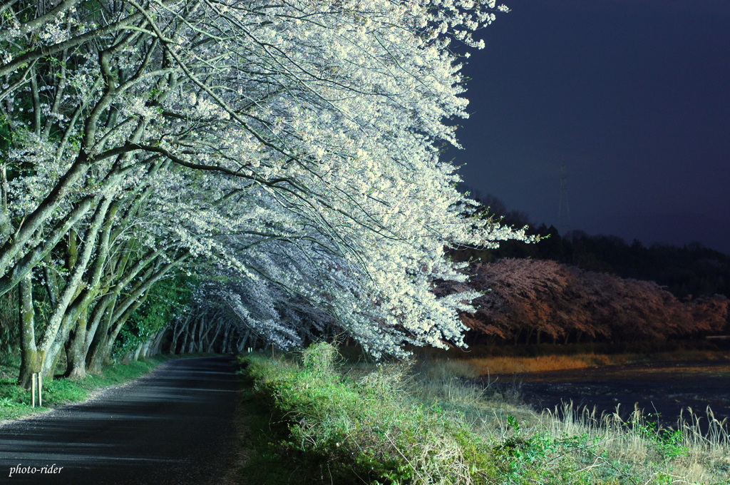 夜桜トンネル