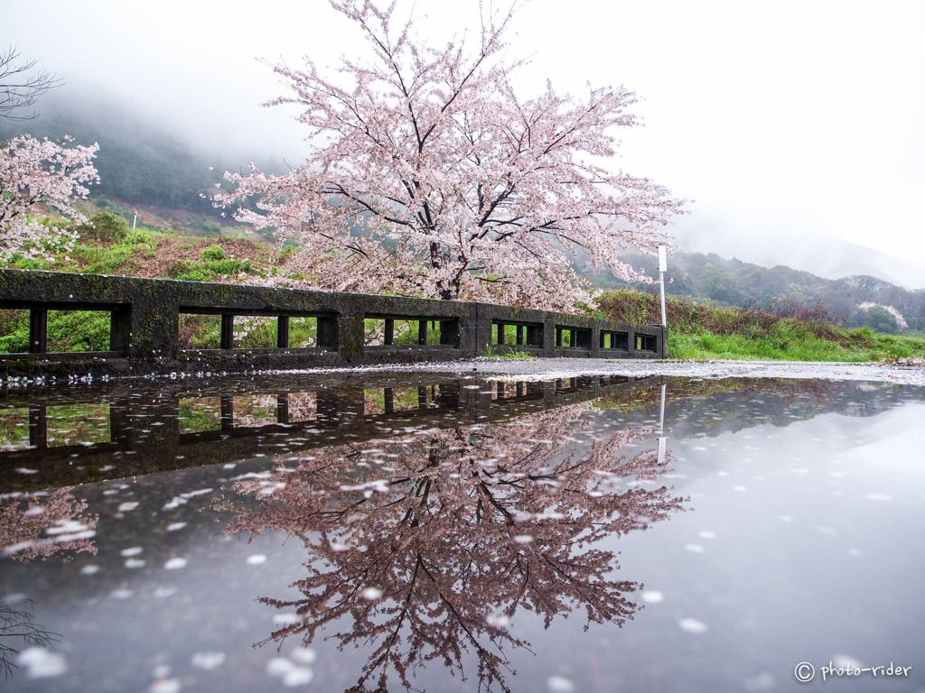 雨上がりの桜橋