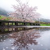 雨上がりの桜橋