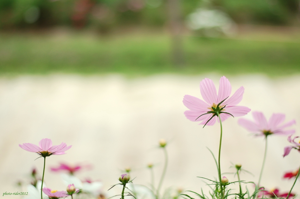 道端の秋桜