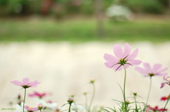 道端の秋桜