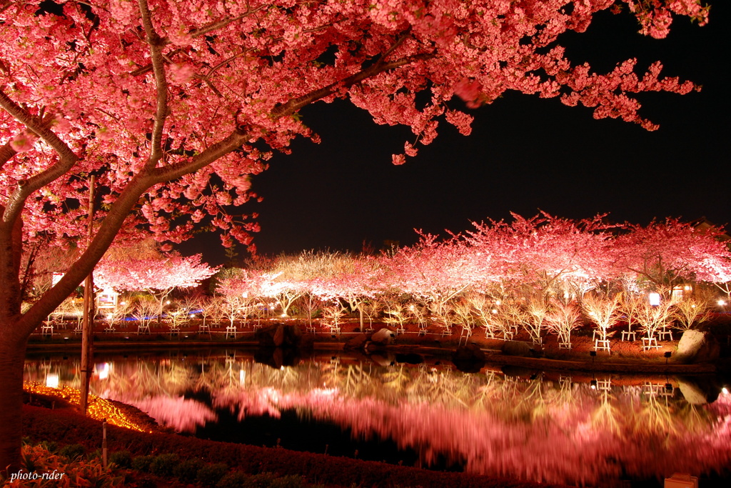 夜河津桜