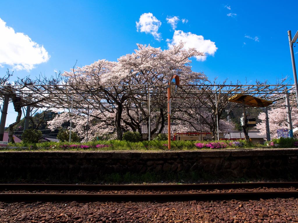 桜駅