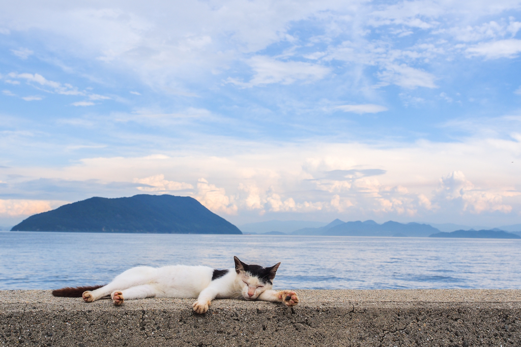 島猫