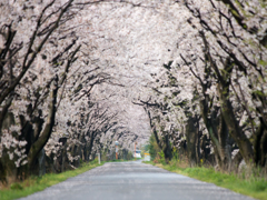 桜トンネル