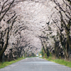 桜トンネル