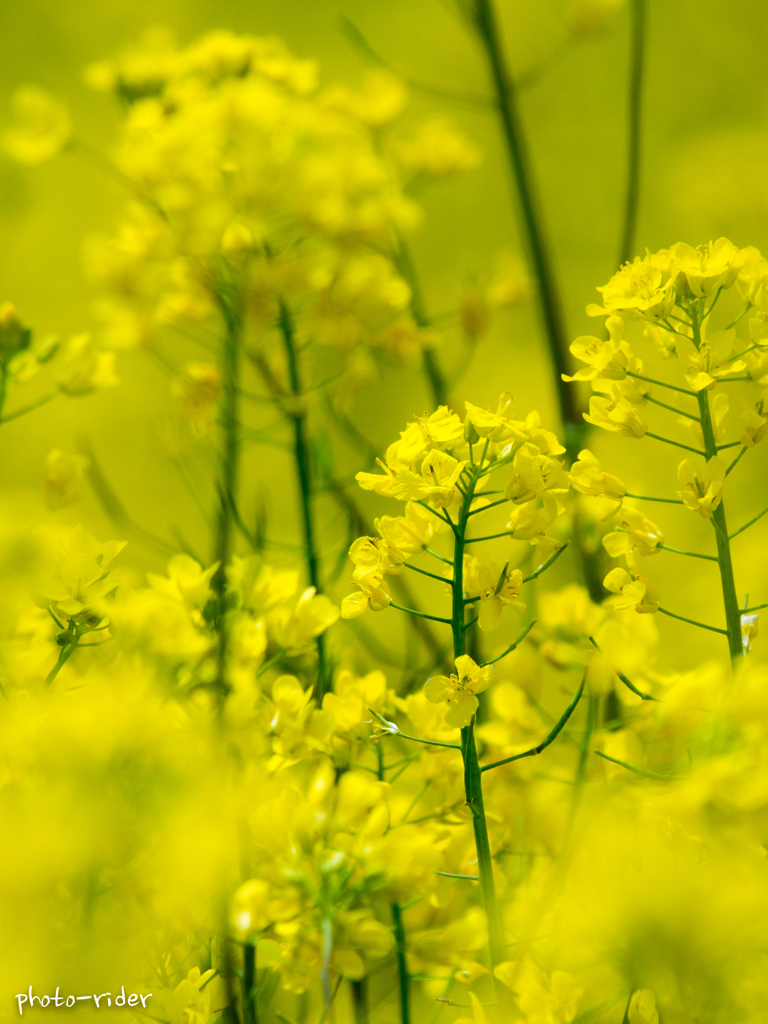 菜の花