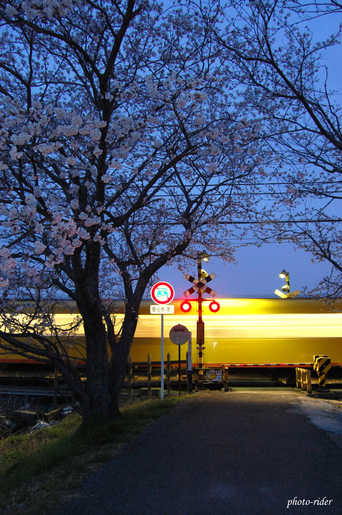夜桜鉄道