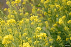 なんの花？