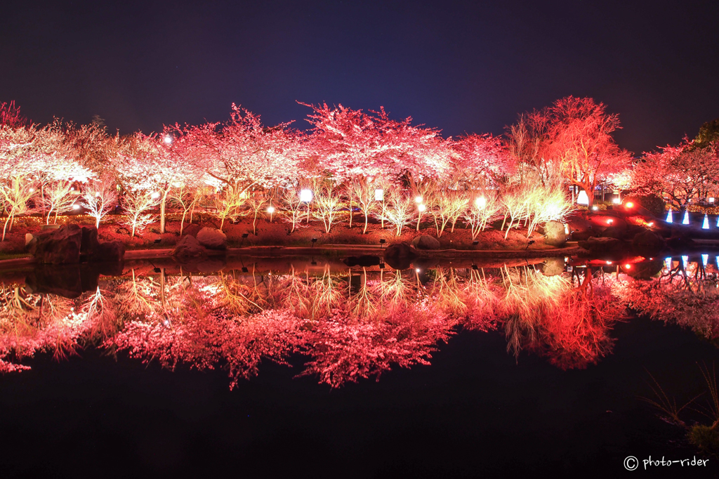 アーリー夜桜＊４