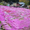 桜色のじゅうたん*