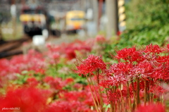 真紅の沿線