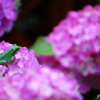 小雨の中のお花見