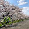 桜ロード