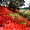 深紅の絨毯