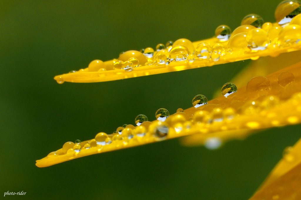 雨上がりのご褒美