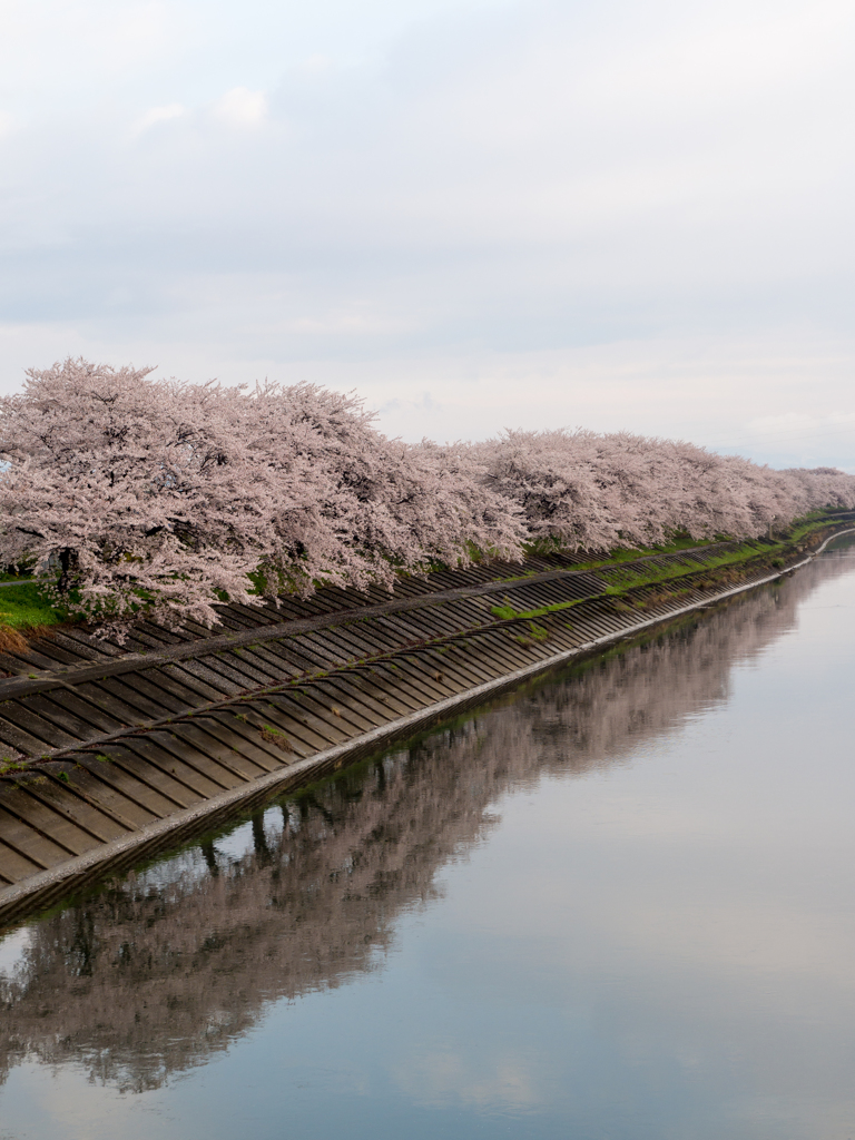 桜堤