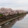 桜堤