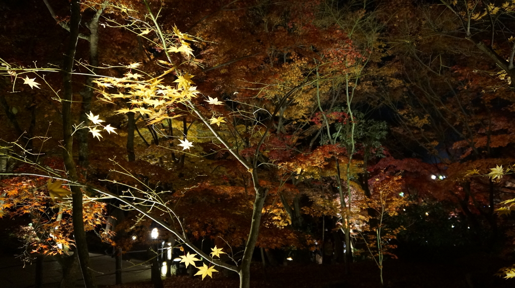 夜間拝観にて