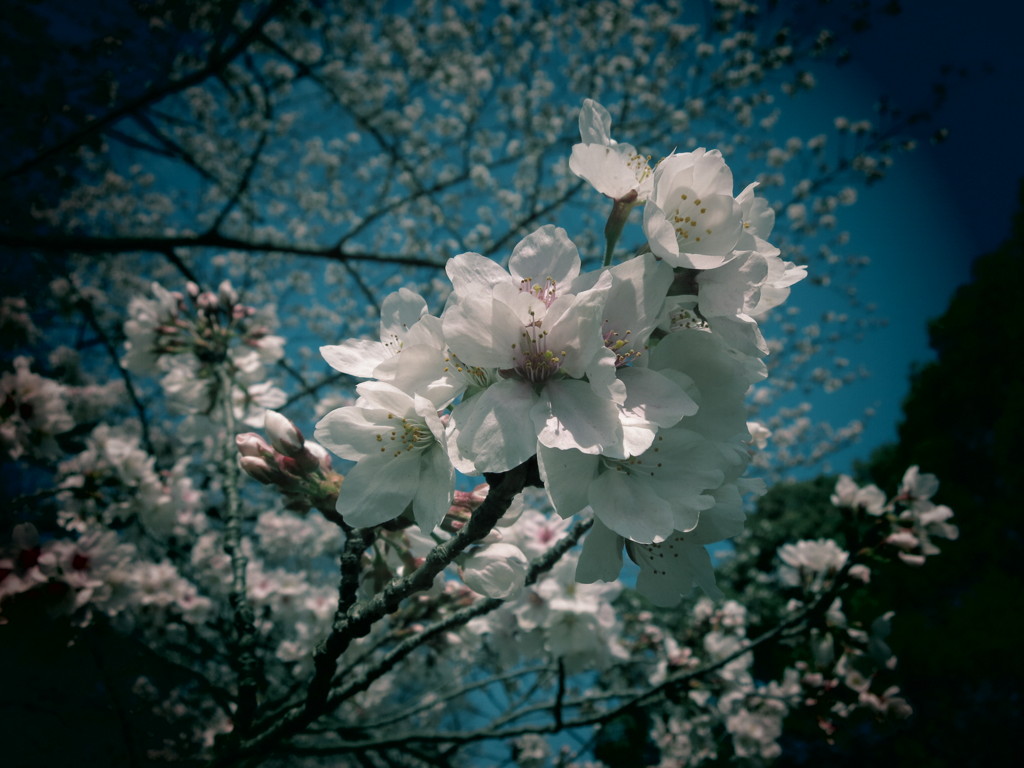 桜