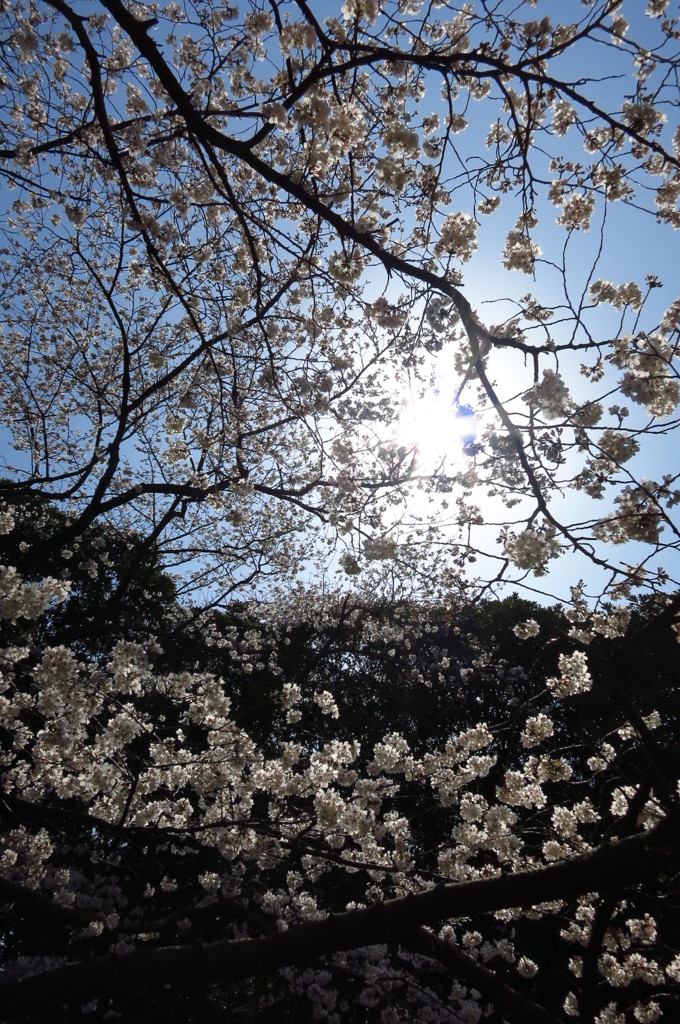 桜